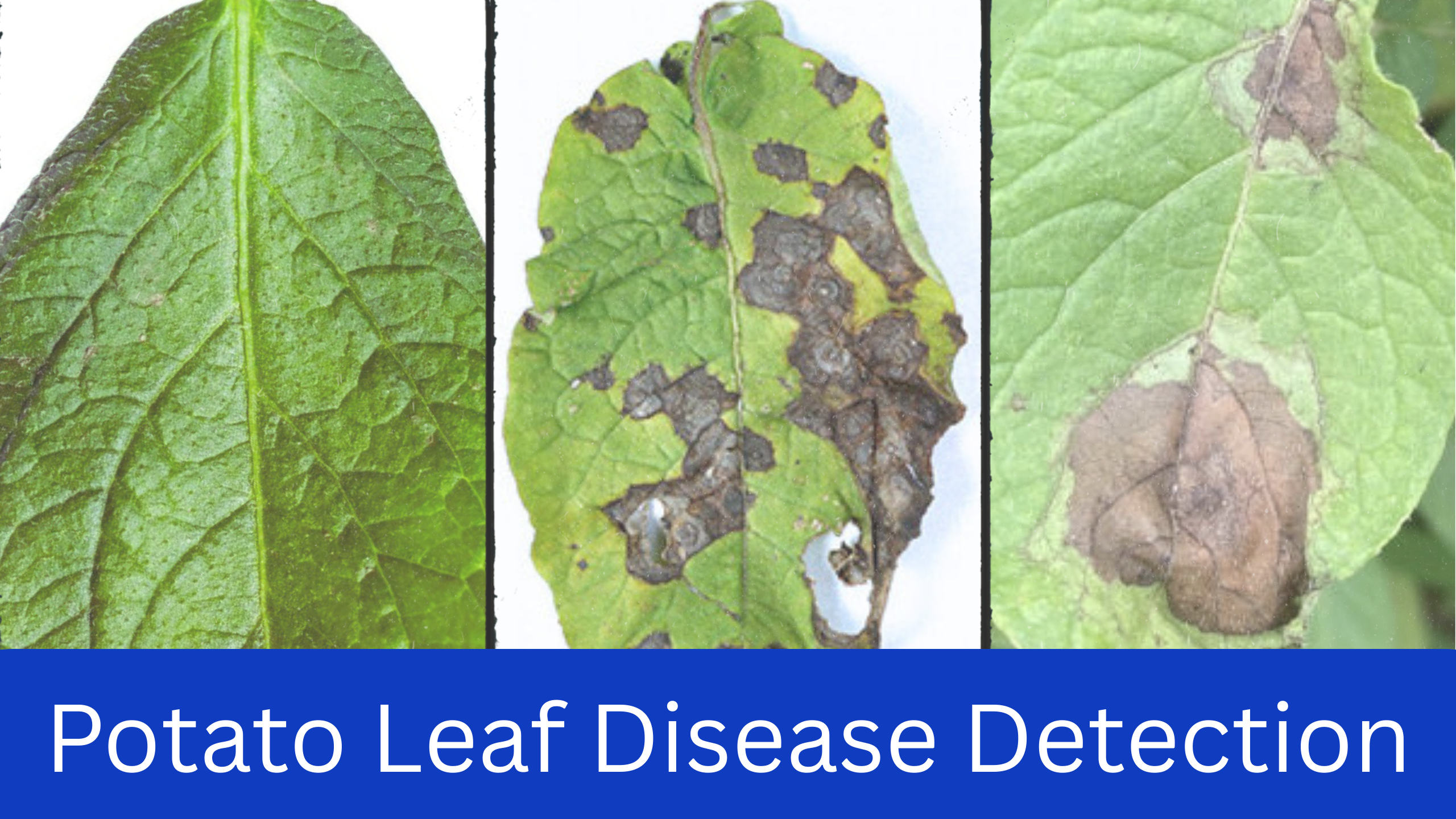 Healthy and diseased potato leaves showing signs of Early Blight and Late Blight for potato leaf disease detection project.